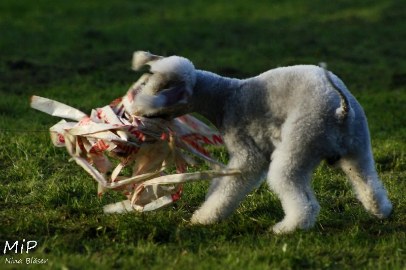 2010-10-03 Coursing-Training GE (50).jpg